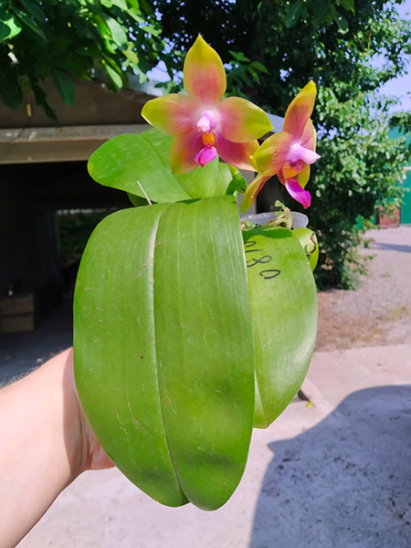 Phalaenopsis Mituo Princess 'Black Beauty' x (speciosa x Mituo Prince) 'Taro purple'.jpg