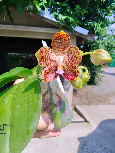 Phalaenopsis Mituo Purple Dragon x gigantea alba 'Ta wei'.jpg