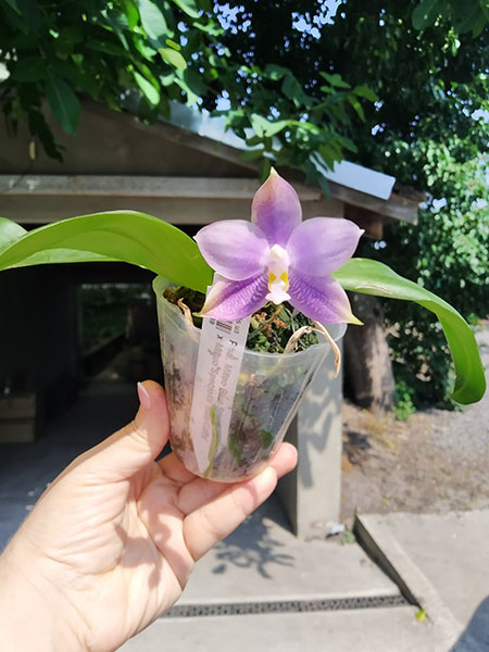 Phalaenopsis Mituo Blue Smurfs 'Blue-S' x Mituo Speciosa 'Blue-Coffe'.jpg