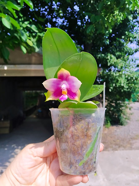 Phalaenopsis Mituo Reflex Dragon 'Blue - 2' x Mituo Love 'Rainbow-520'.jpg