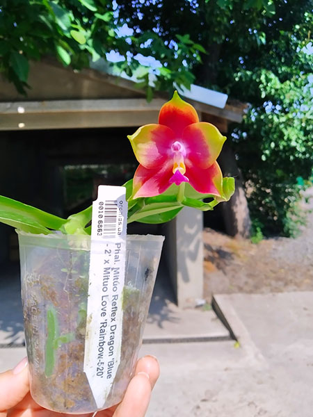 Phalaenopsis Mituo Reflex Dragon 'Blue - 2' x Mituo Love 'Rainbow-520'.jpg
