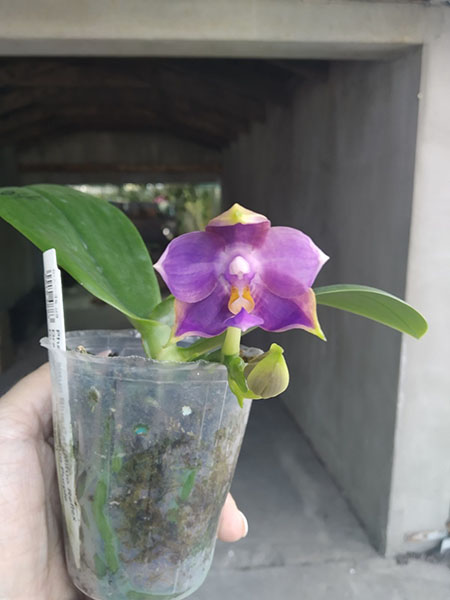 Phalaenopsis Mituo Blue Cat (Mituo Reflex Dragon 'Blue -2' x Mituo Purple Dragon 'Blue Whale').jpg