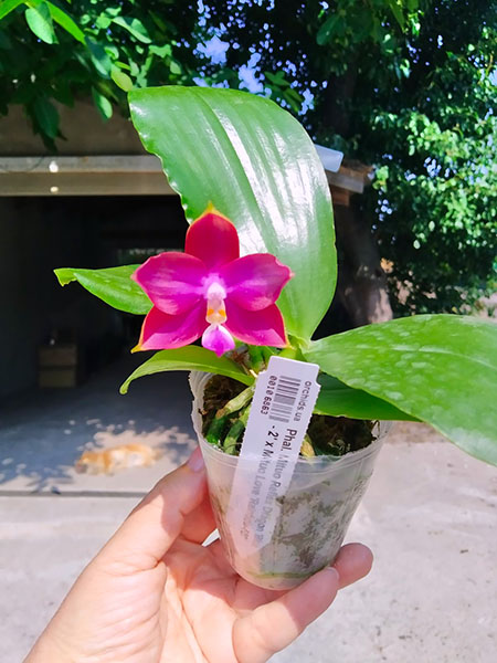Phalaenopsis Mituo Reflex Dragon 'Blue - 2' x Mituo Love 'Rainbow-520'.jpg