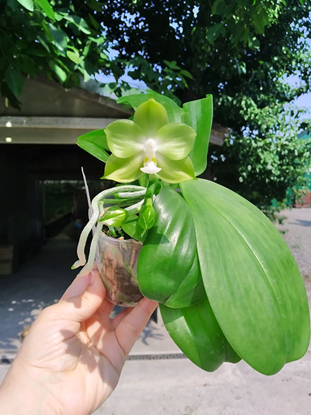 Phalaenopsis Mituo Reflex Dragon 'Blue -2' x Mituo 24 Solar Terms 'Black Angel'.jpg