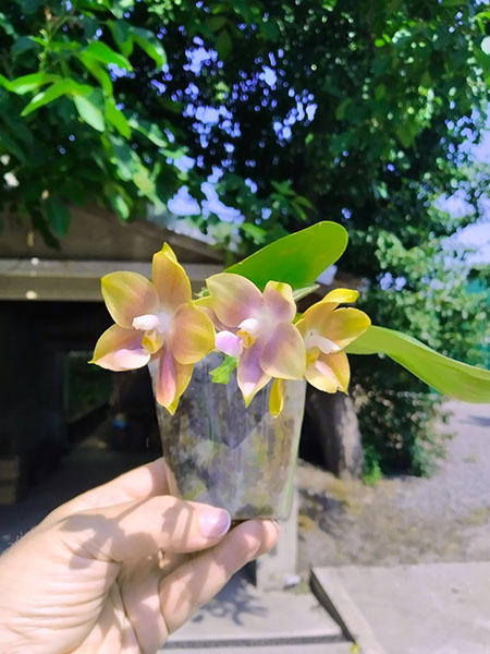 Phalaenopsis Mituo Reflex Dragon 'Blue-2' x Mituo Speciosa 'Mituo#1'.jpg