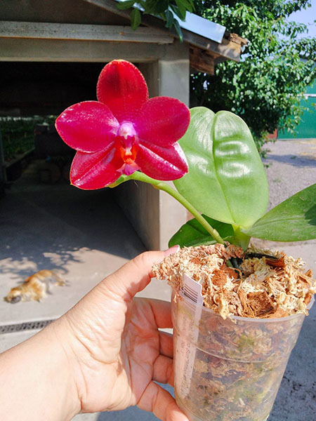 Phalaenopsis Mituo Sun 'Mituo #1' x Ld's Bear King 'RK-1'.jpg