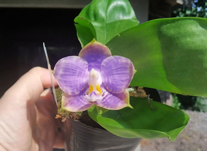 Phalaenopsis Mituo Purple Dragon 'BLue White' x Mituo Golden Tiger 'TTT'.jpg