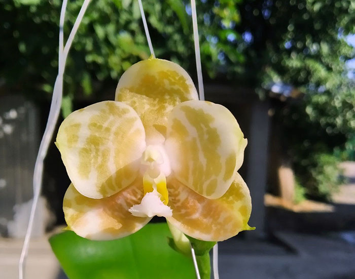 Phalaenopsis Mituo Purple Dragon 'BLue White' x Mituo Golden Tiger 'TTT'.jpg