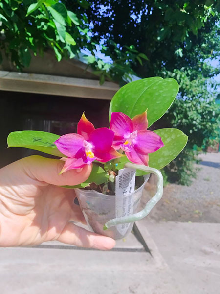 Phalaenopsis Mituo Reflex Dragon 'Blue - 2' x Mituo Love 'Rainbow-520'.jpg