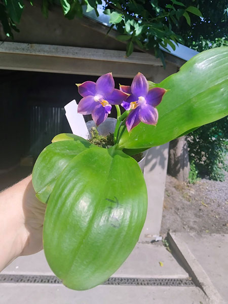 Phalaenopsis Mituo Blue Cat (Mituo Reflex Dragon 'Blue -2' x Mituo Purple Dragon 'Blue Whale').jpg