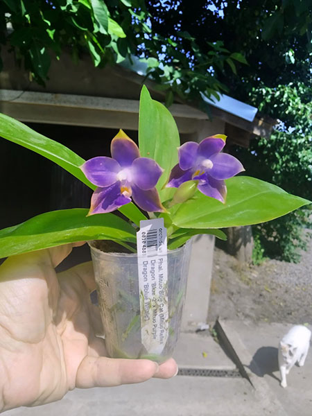 Phalaenopsis Mituo Blue Cat (Mituo Reflex Dragon 'Blue -2' x Mituo Purple Dragon 'Blue Whale').jpg