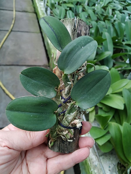 Sophronitis cernua amarela x cernua laraja.jpg