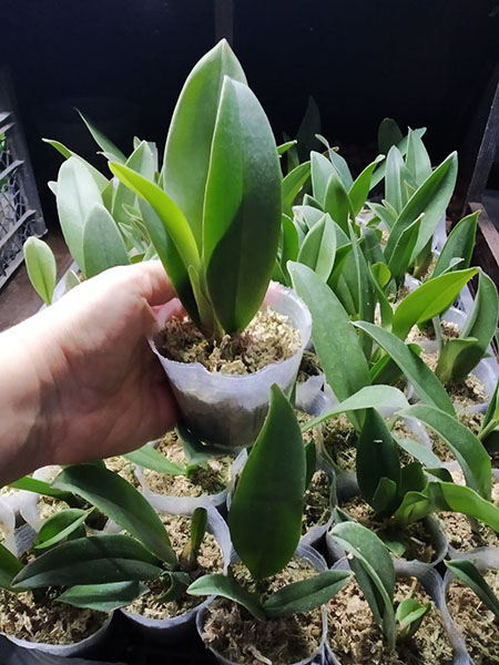 Psychopsis Mariposa Three Lip.jpg