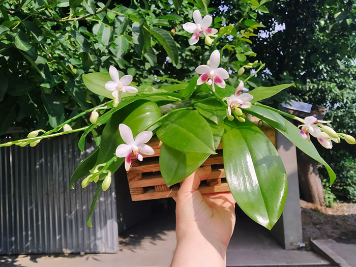 Phalaenopsis tetraspis 'C2'.jpg