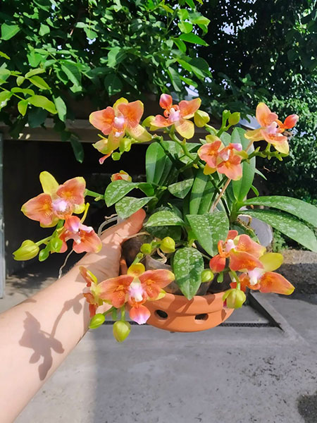 Phalaenopsis (Tzu Chiang Balm-Brother Sara Gold) 'ES-1'.jpg