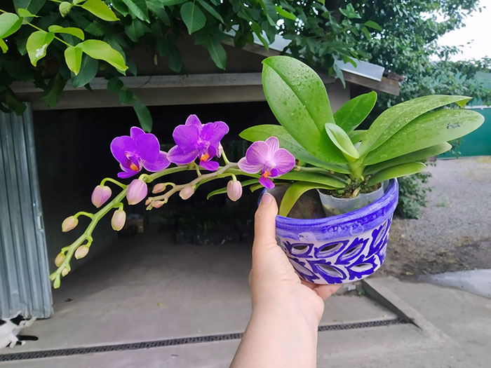 Phalaenopsis Mituo Speciosa 'Blue Starfish' x Sogo Vivien 'VQ'.jpg