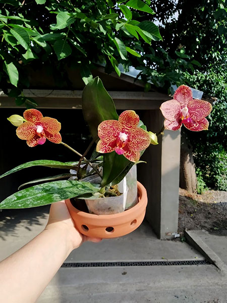 Phalaenopsis Mituo Diamond '578-10'.jpg
