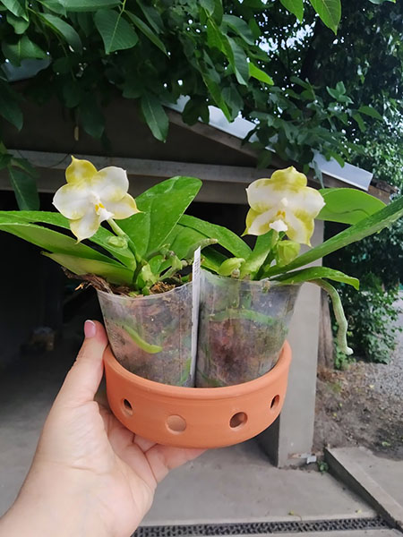 Phalaenopsis Mituo 24 Solar Terms 'White Dew'.jpg