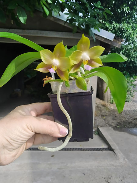 Phalaenopsis Mituo Reflex Dragon 'Blue -2' x Mituo 24 Solar Terms 'Black Angel'.jpg