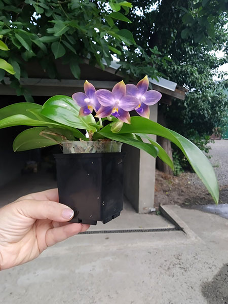 Phalaenopsis Mituo Reflex Dragon 'Blue -2' x Mituo 24 Solar Terms 'Black Angel'.jpg