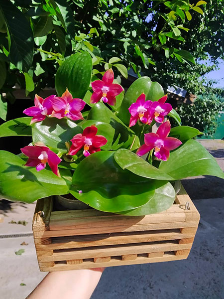 Phalaenopsis Mituo Reflex Dragon 'Blue - 2' x Mituo Love 'Rainbow-520'.jpg