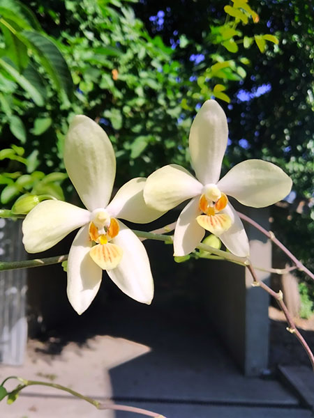 Phalaenopsis aphrodite x cochlearis.jpg