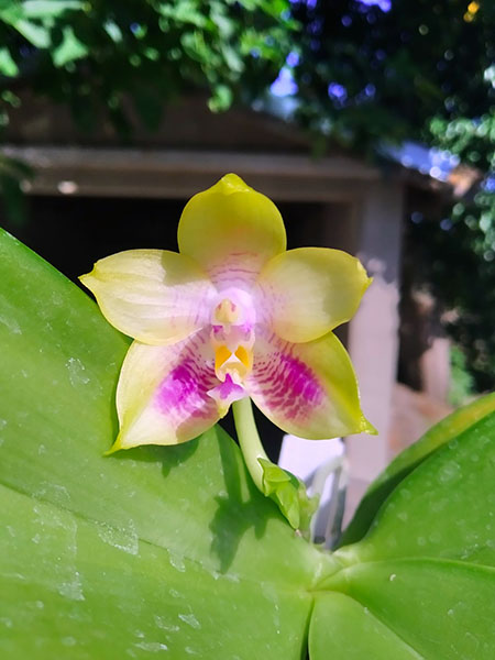 Phalaenopsis Mituo Purple Dragon x Sogo Vivien 'VQ'.jpg