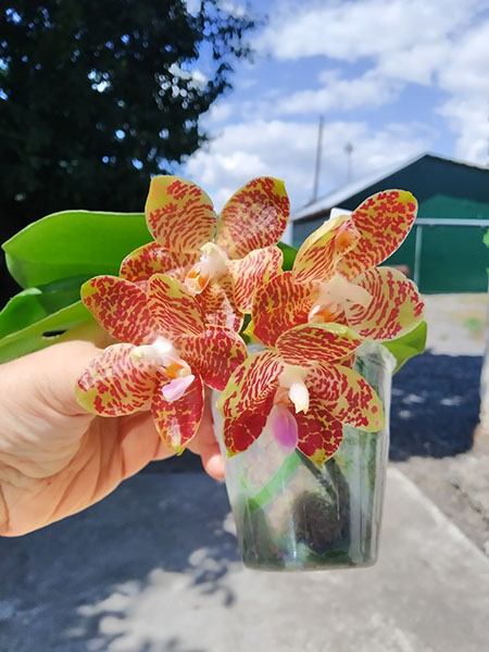 Phalaenopsis Mituo Purple Dragon x gigantea alba 'Ta wei'.jpg