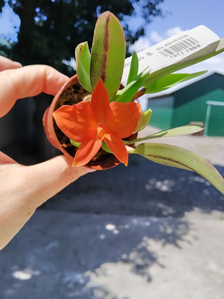 Sophronitis coccinea 'Colibri' x self.jpg