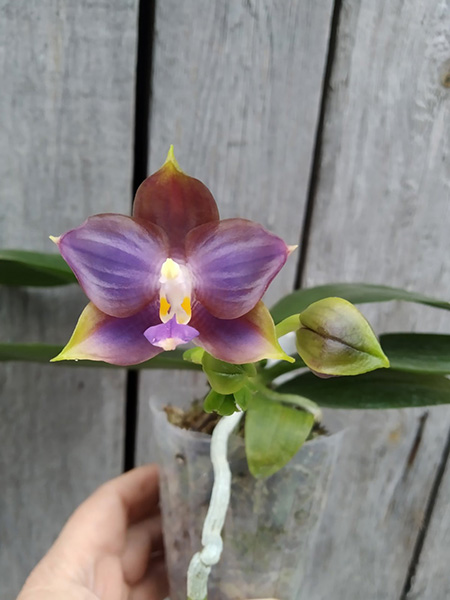 Phalaenopsis Mituo Blue Cat (Mituo Reflex Dragon 'Blue -2' x Mituo Purple Dragon 'Blue Whale').jpg