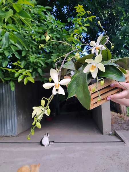 Phalaenopsis aphrodite x cochlearis.jpg