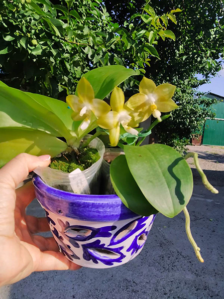 Phalaenopsis Yaphon 'Yellow Story' x Nobby's 'Doctor Chu'.jpg