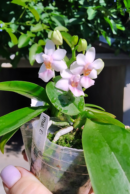 Phalaenopsis Evarise Blue Angel 'Purple Halo'.jpg