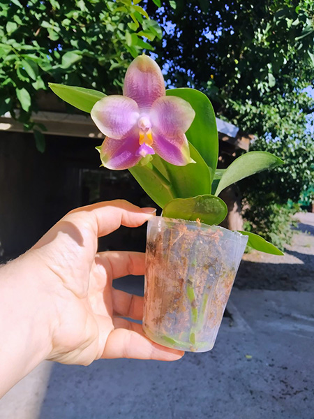 Phalaenopsis Mituo Purple Dragon 'M#30' x Yungho Gelb Canary 'Sunshine'.jpg