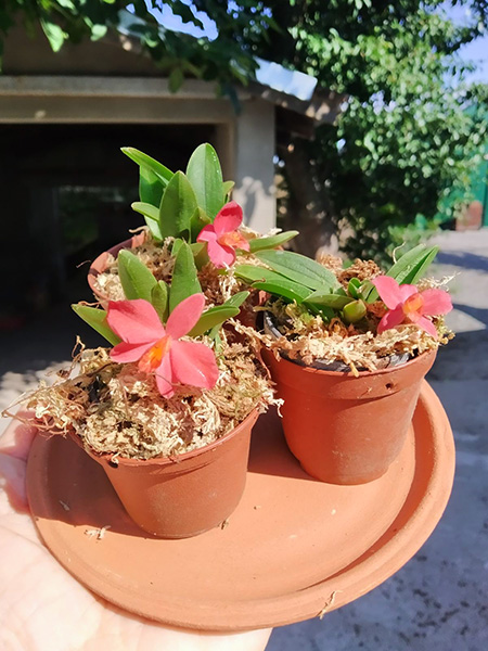 Sophronitis mantiqueirae.jpg