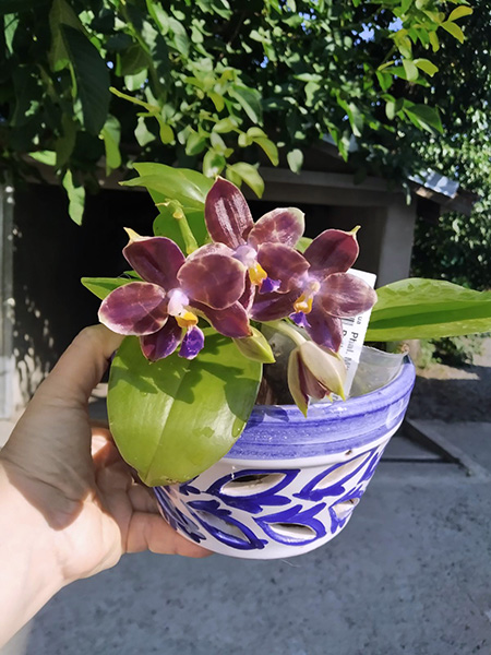 Phalaenopsis Mituo Purple Dragon 'Blue Python'.jpg