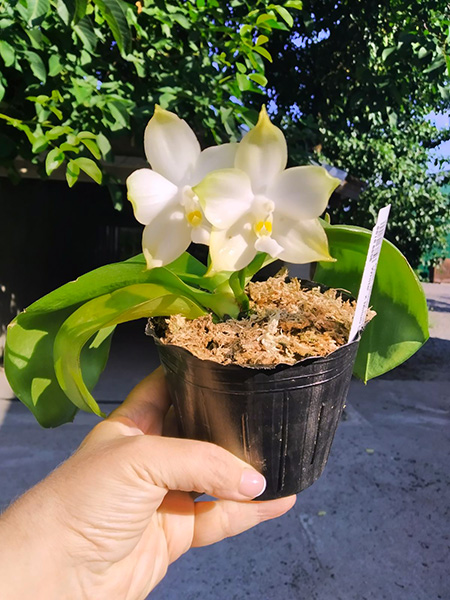 Phalaenopsis Mituo Purple Dragon 'BLue White' x Mituo Golden Tiger 'TTT'.jpg