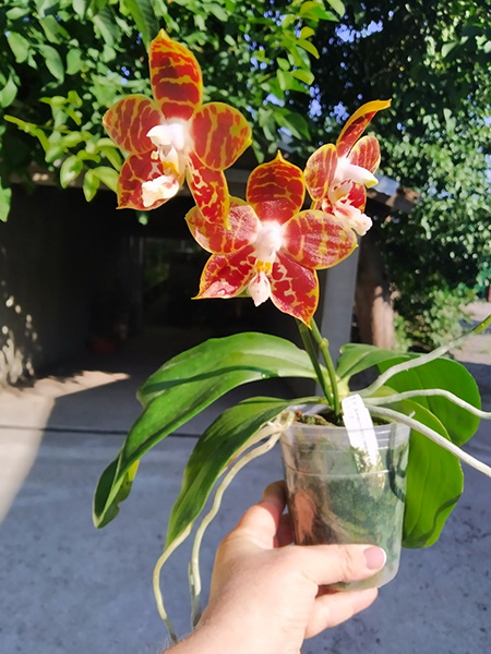 Phalaenopsis Amber Ambo x amboinensis.jpg