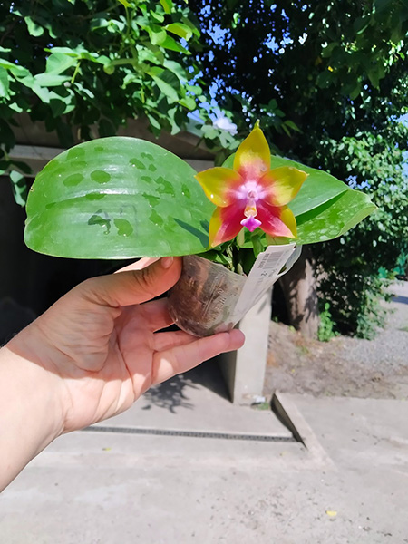 Phalaenopsis Mituo Reflex Dragon 'Blue - 2' x Mituo Love 'Rainbow-520'.jpg