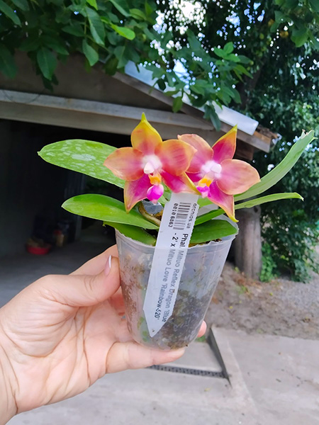 Phalaenopsis Mituo Reflex Dragon 'Blue - 2' x Mituo Love 'Rainbow-520'.jpg
