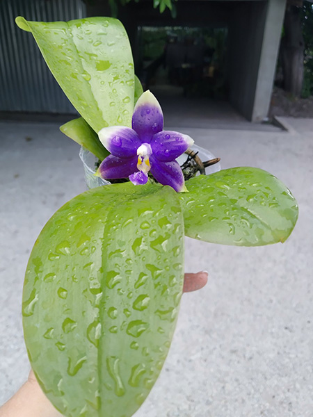 Phalaenopsis YangYang Blue Liuli 'Blue Love'.jpg