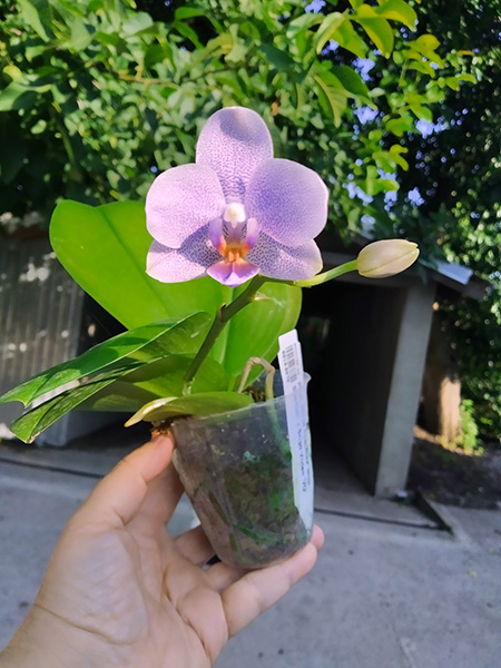 Phalaenopsis Mituo Speciosa 'Blue Starfish' x Sogo Vivien 'VQ'.jpg