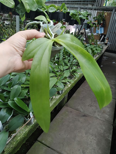 Phalaenopsis pantherina x mannii 'Big Black.jpg