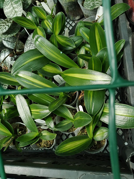 Phalaenopsis amabilis variegated.jpg