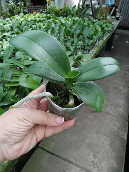 Phalaenopsis amabilis (Palawan).jpg