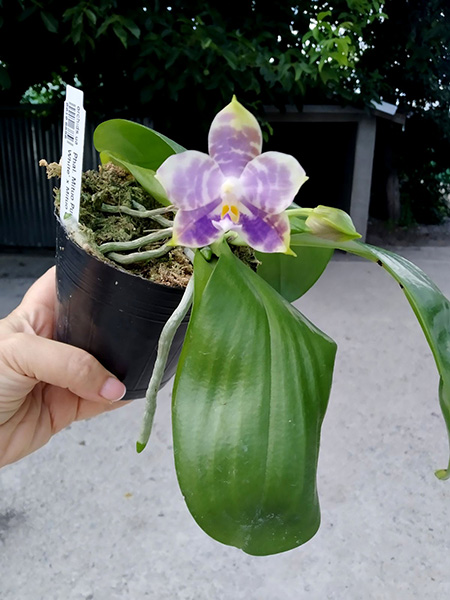 Phalaenopsis Mituo Purple Dragon 'BLue White' x Mituo Golden Tiger 'TTT'.jpg