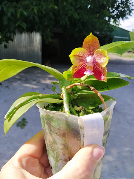 Phalaenopsis Miro Be Queen 'Mituo#1' x LD Green Kingfisher 'G-1'.jpg