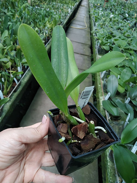 Laelia jongheana ('581' x rosada 'Ouro Preto').jpg