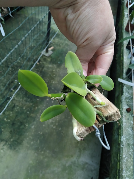 Laelia pumila alba.jpg