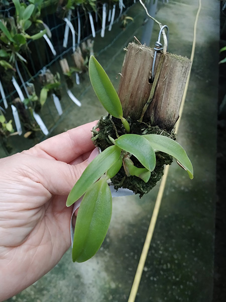 Laelia alaorii suave x suave.jpg